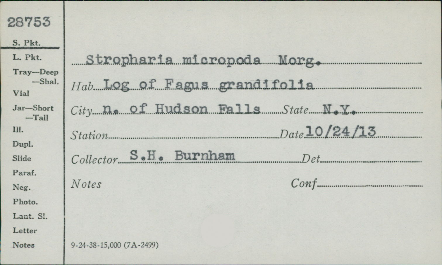 Stropharia micropoda image