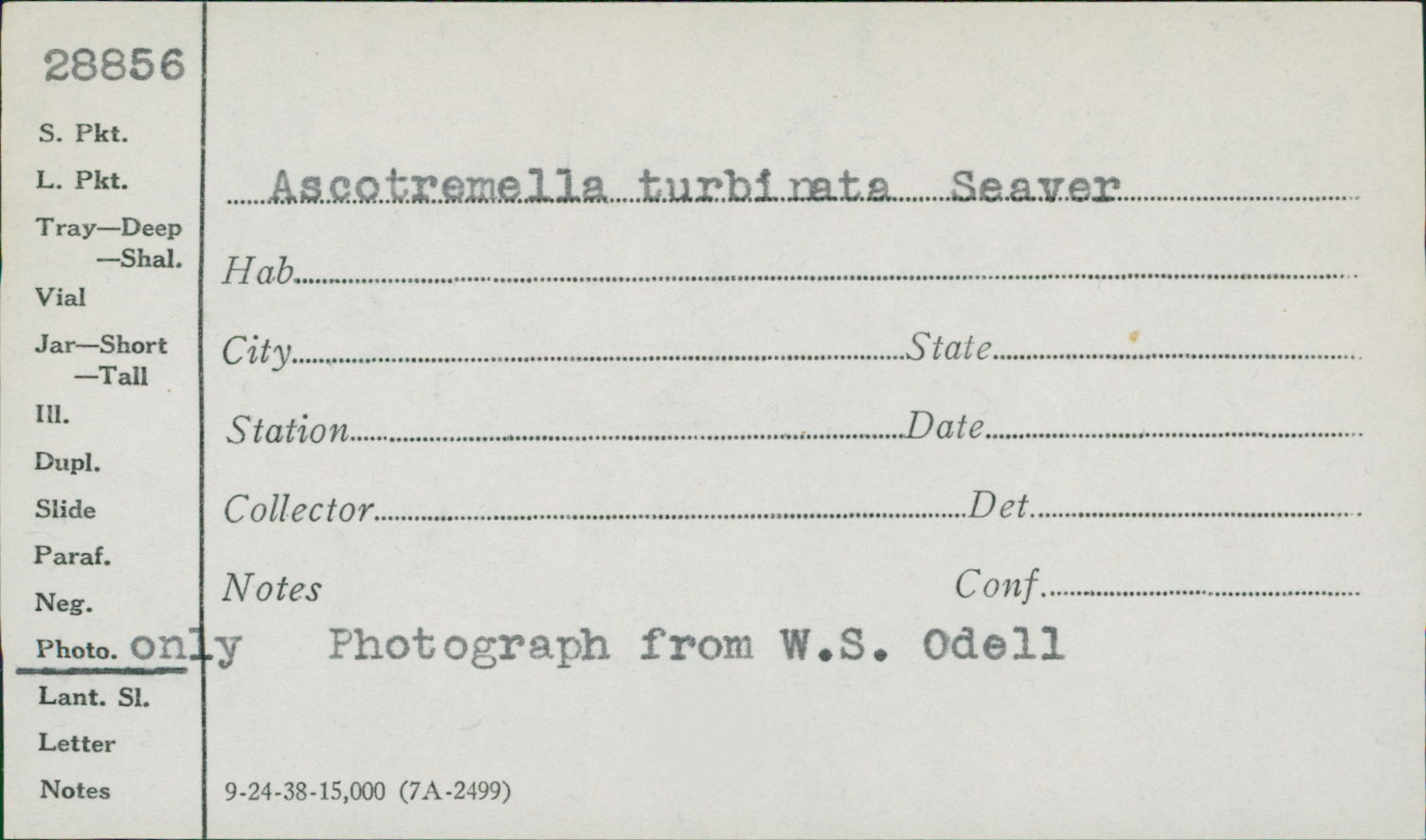 Ascotremella turbinata image