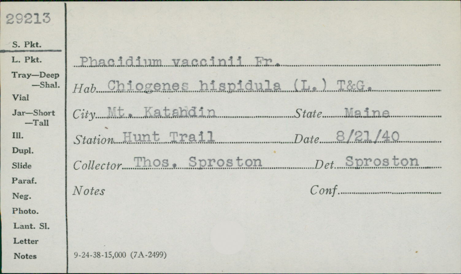 Phacidium vaccinii image