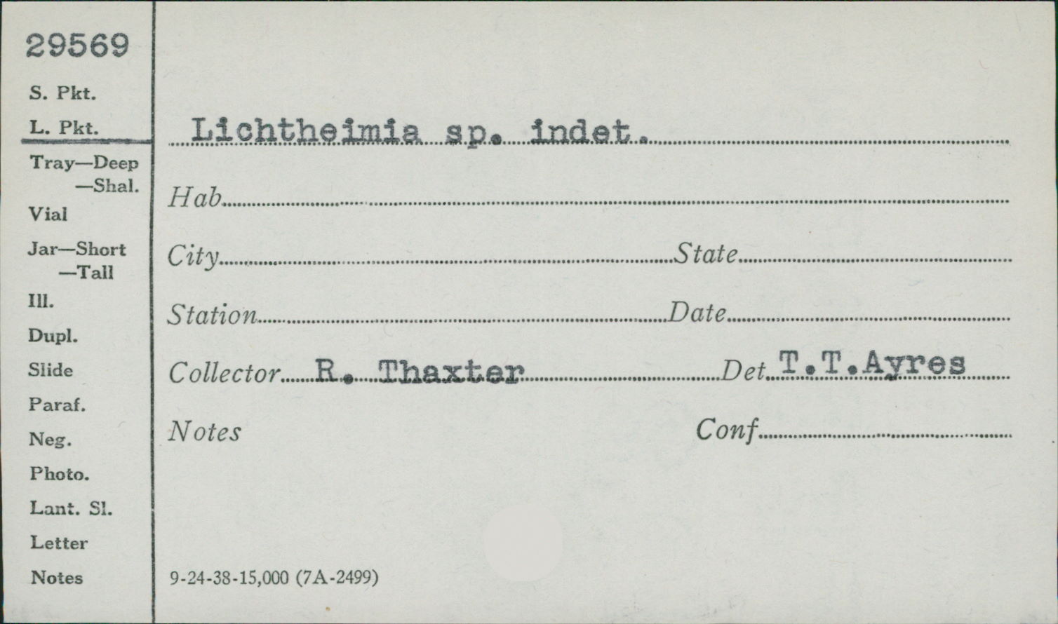 Lichtheimia image