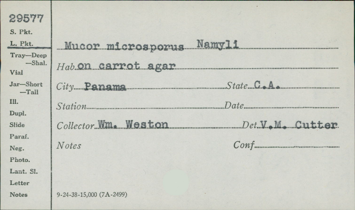 Mucor microsporus image