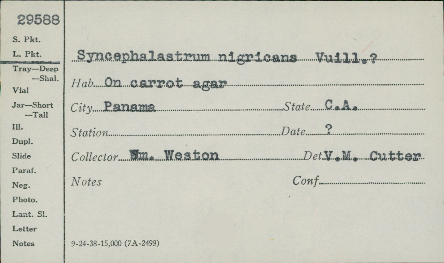 Syncephalastrum nigricans image