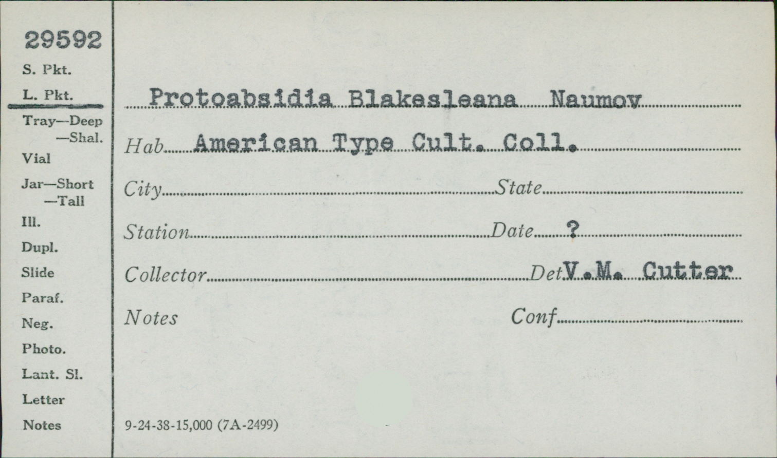 Lichtheimia image