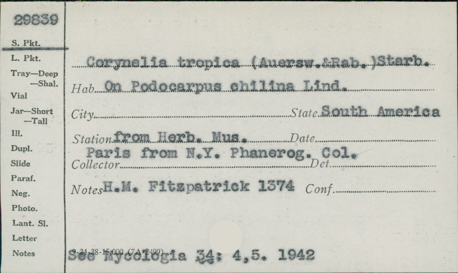 Corynelia tropica image