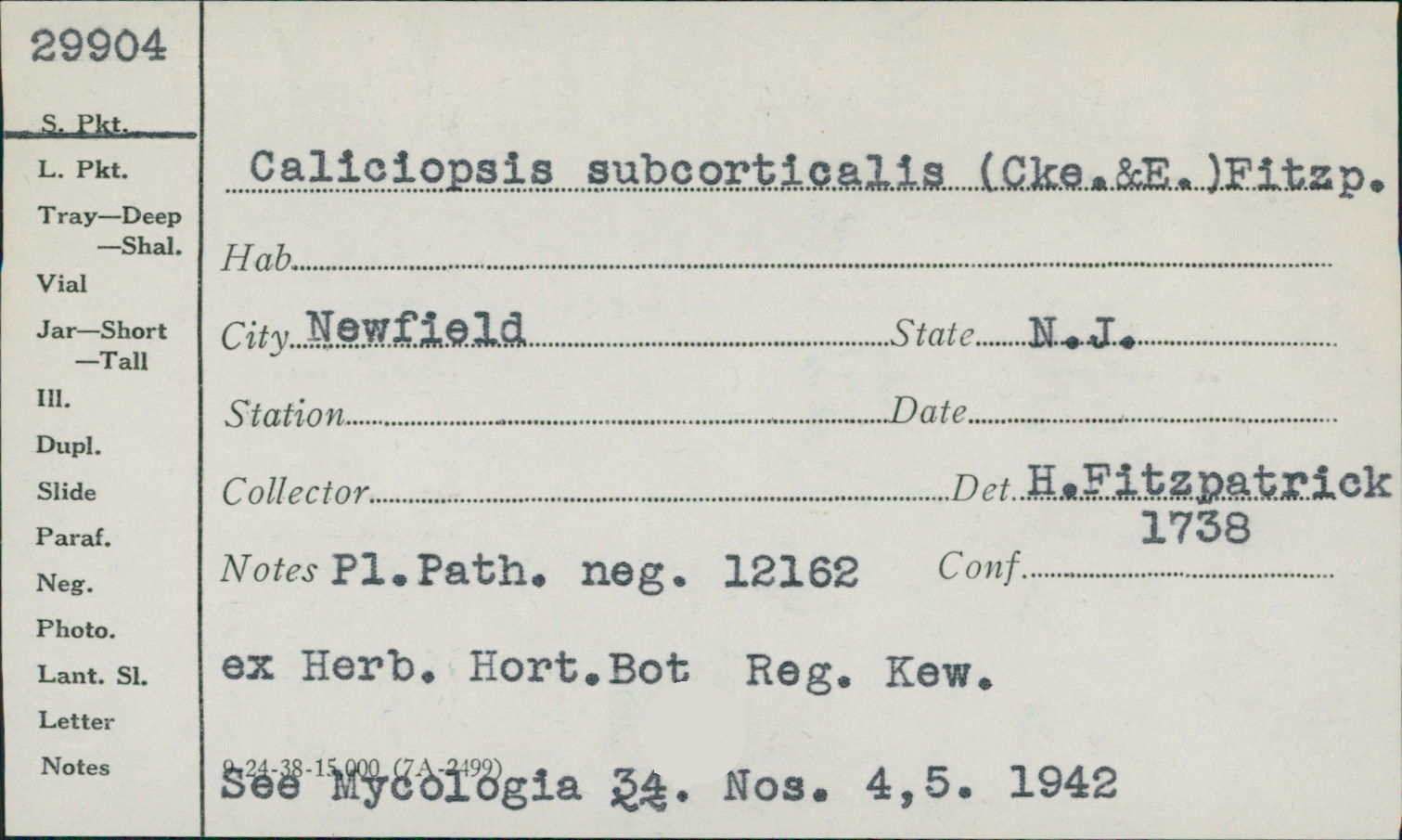 Coryneliaceae image