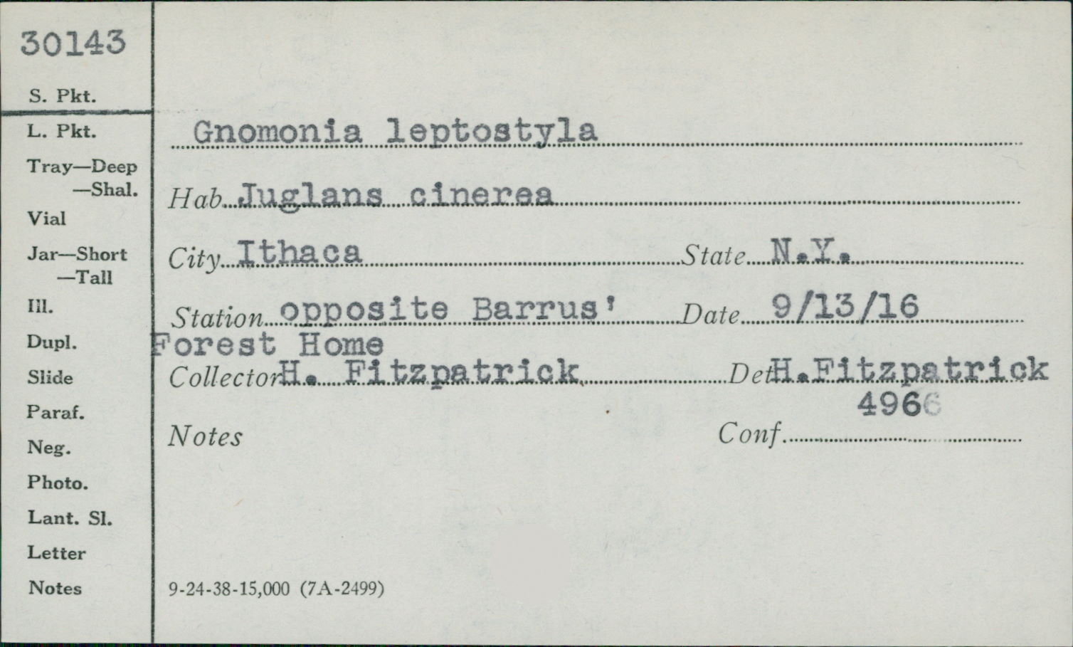 Gnomonia leptostyla image