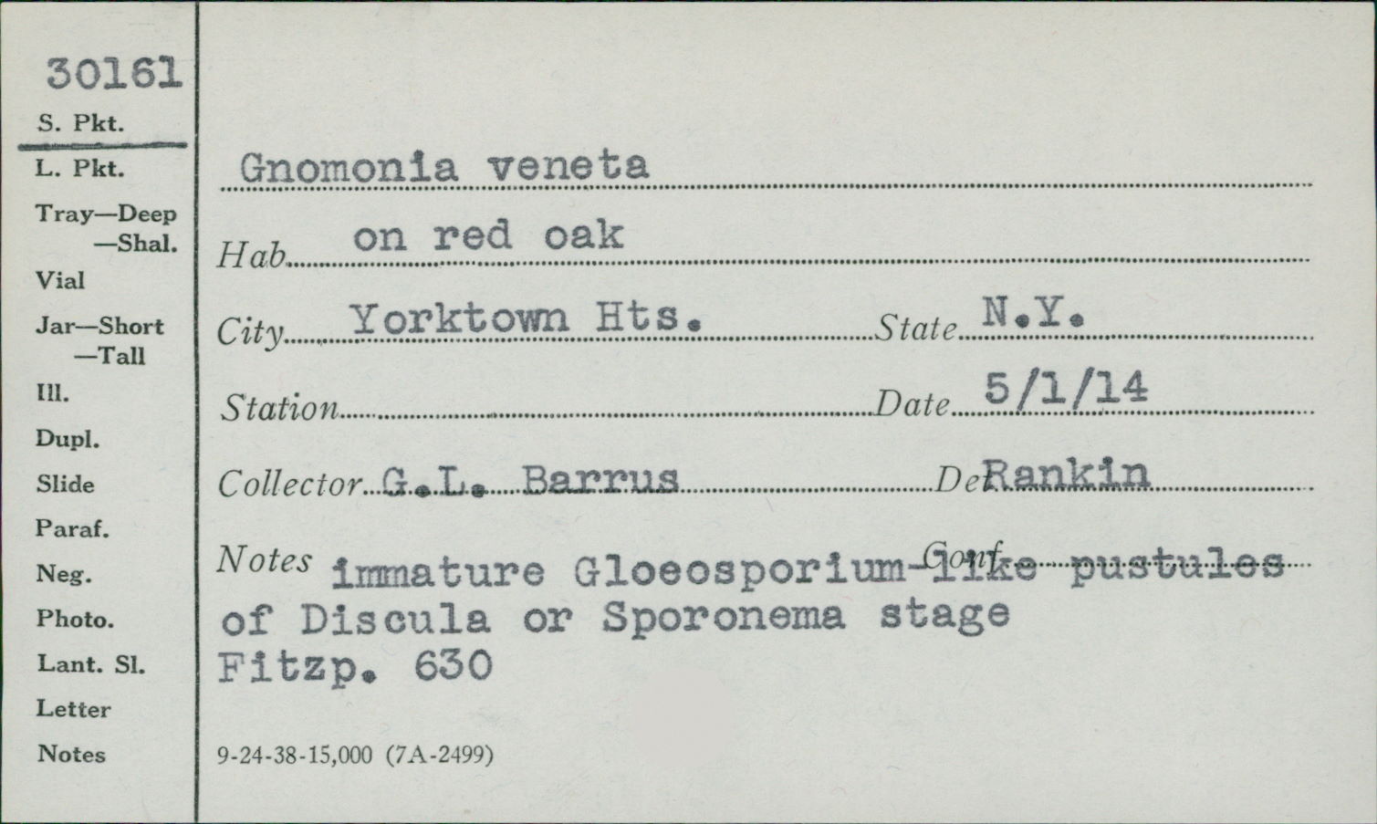 Apiognomonia errabunda image