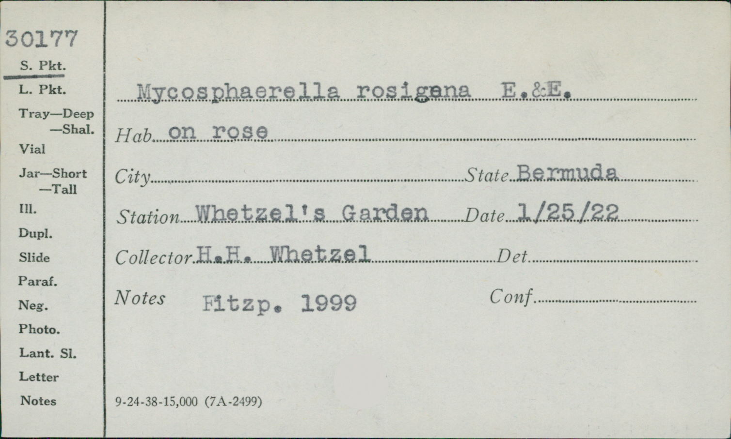 Davidiella rosigena image