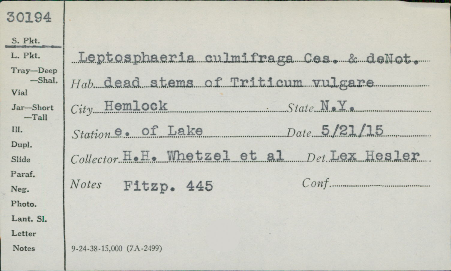 Leptosphaeriaceae image