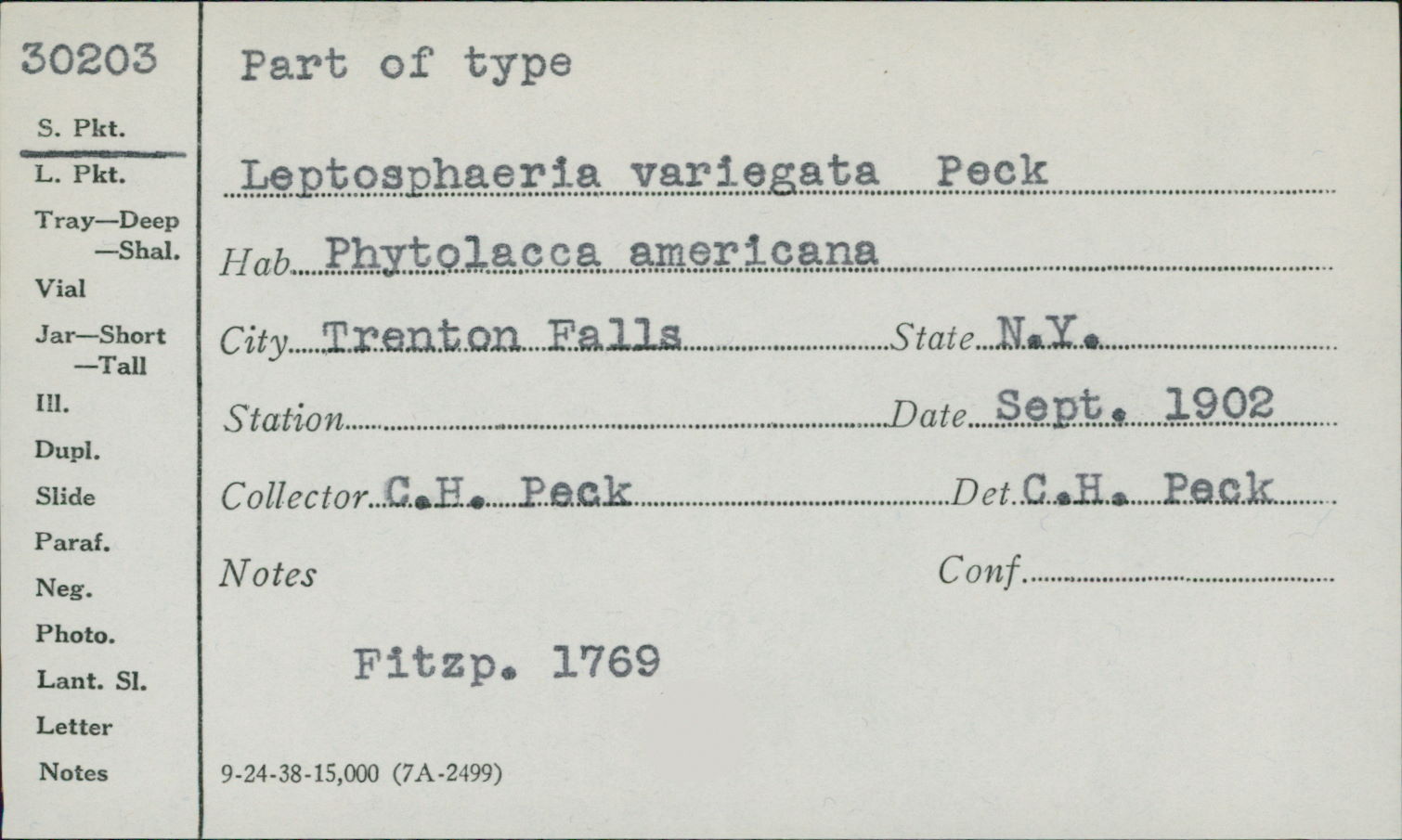 Leptosphaeria variegata image