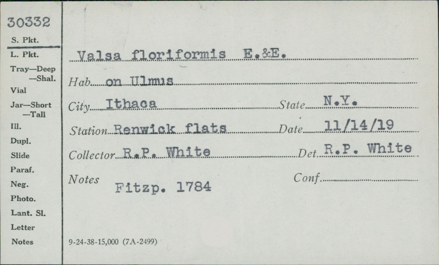 Valsa floriformis image