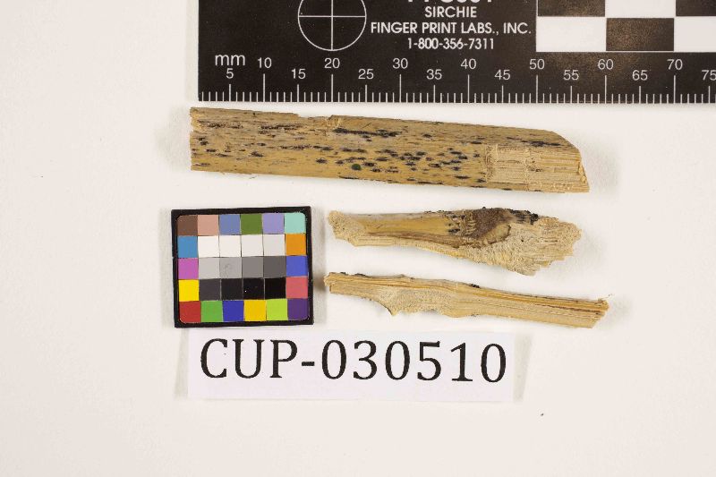 Eutypella linearis image