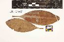 Pterosporidium rhizophorae image