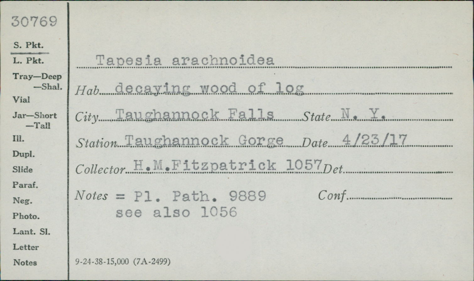 Tapesia arachnoidea image