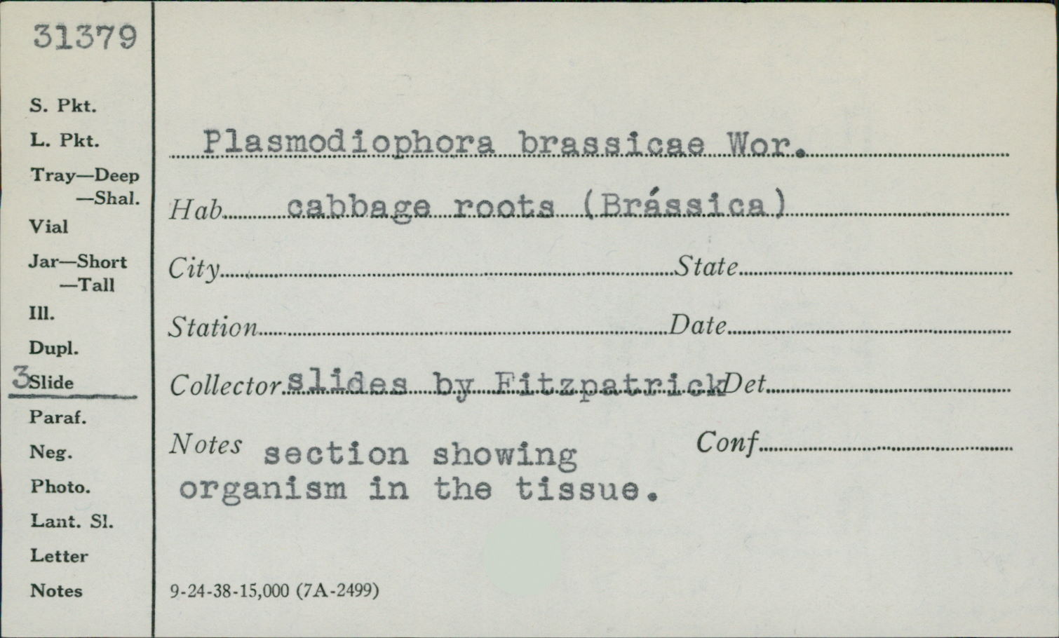 Plasmodiophora image
