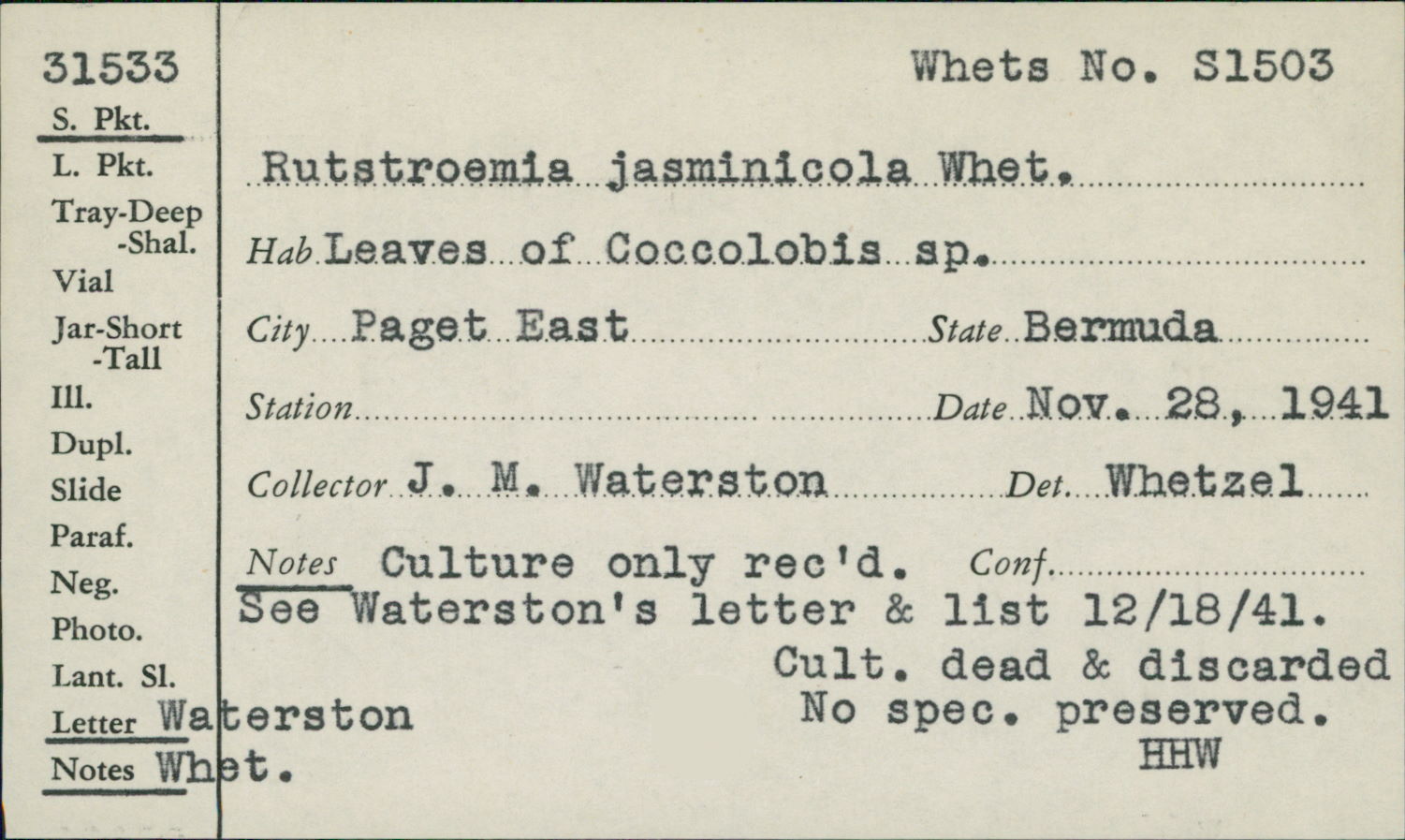 Rutstroemia jasminicola image