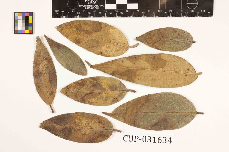 Cercospora leucothoes image