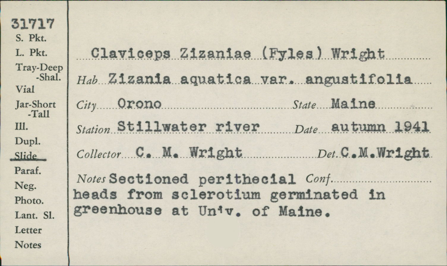 Claviceps zizaniae image