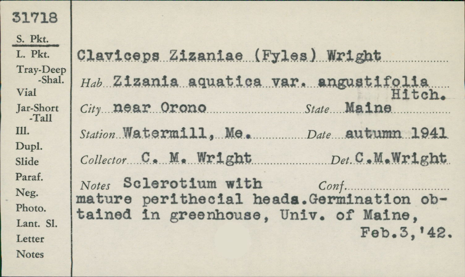 Claviceps zizaniae image