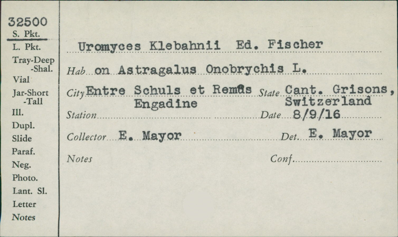 Uromyces klebahnii image
