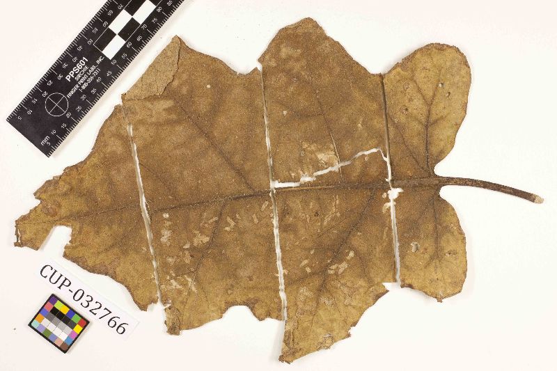 Cercospora melongenae image