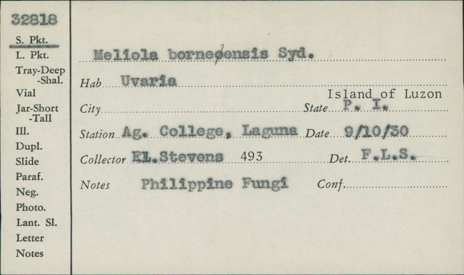 Meliola borneensis image