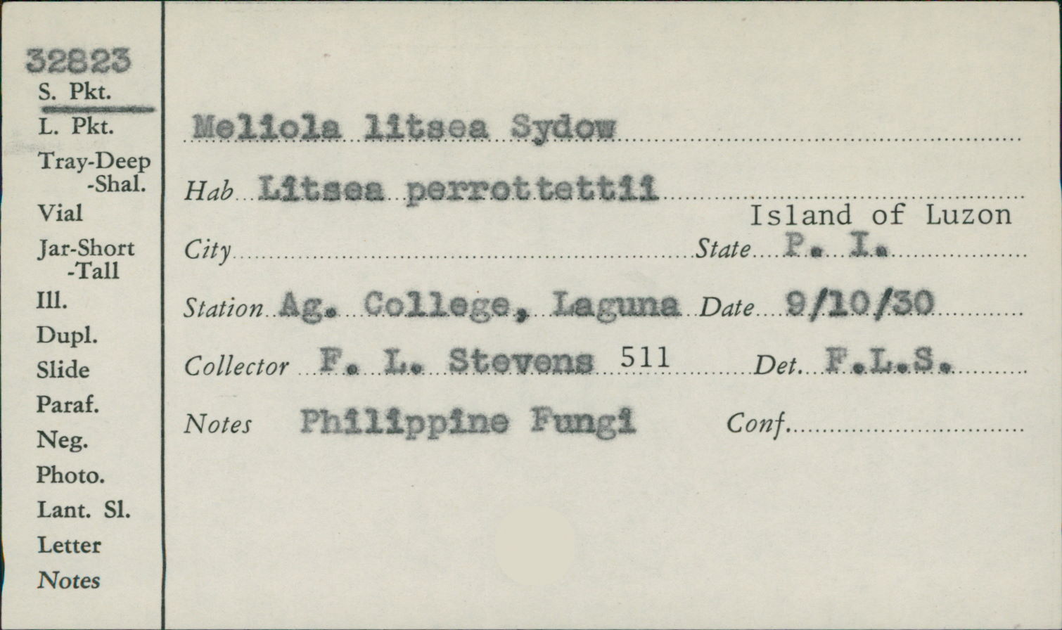 Meliola litseae image