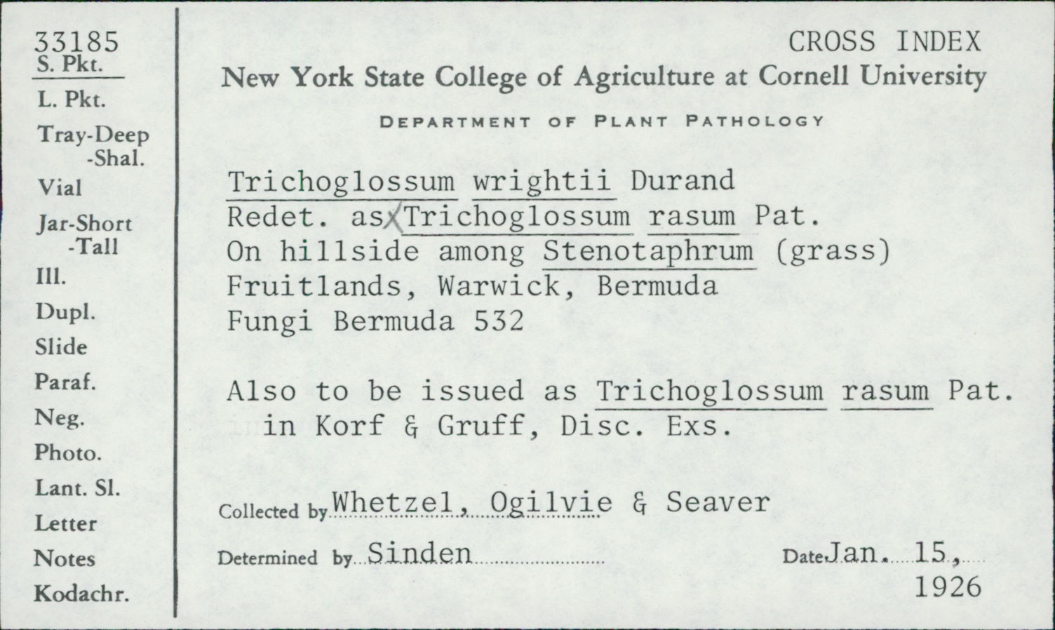 Trichoglossum rasum image