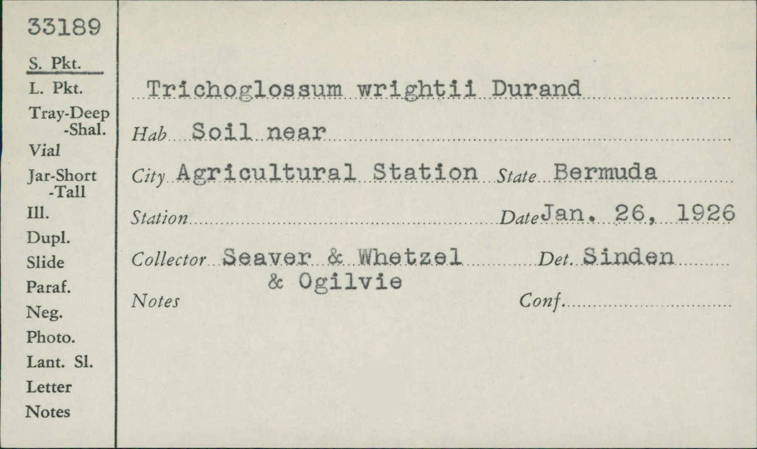 Trichoglossum wrightii image