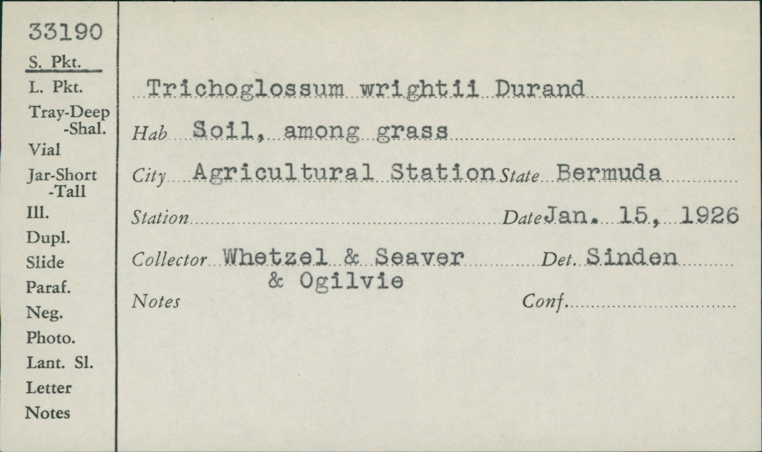 Trichoglossum wrightii image