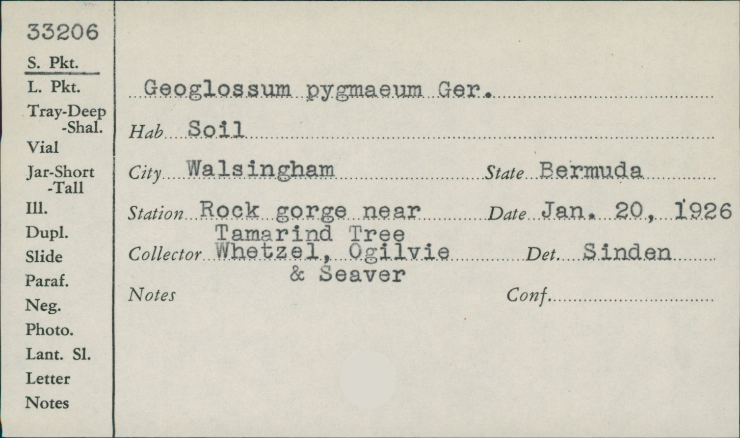 Geoglossum pygmaeum image