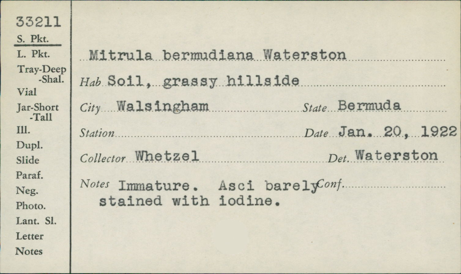 Mitrula bermudiana image