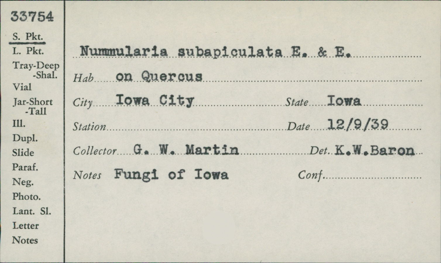 Nummularia subapiculata image