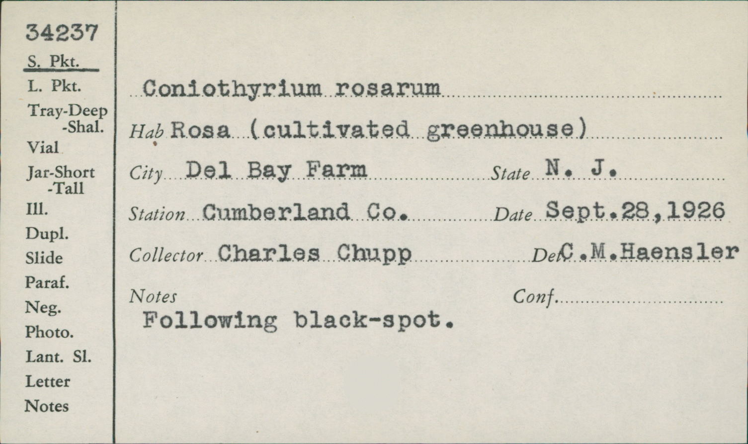 Leptosphaeriaceae image