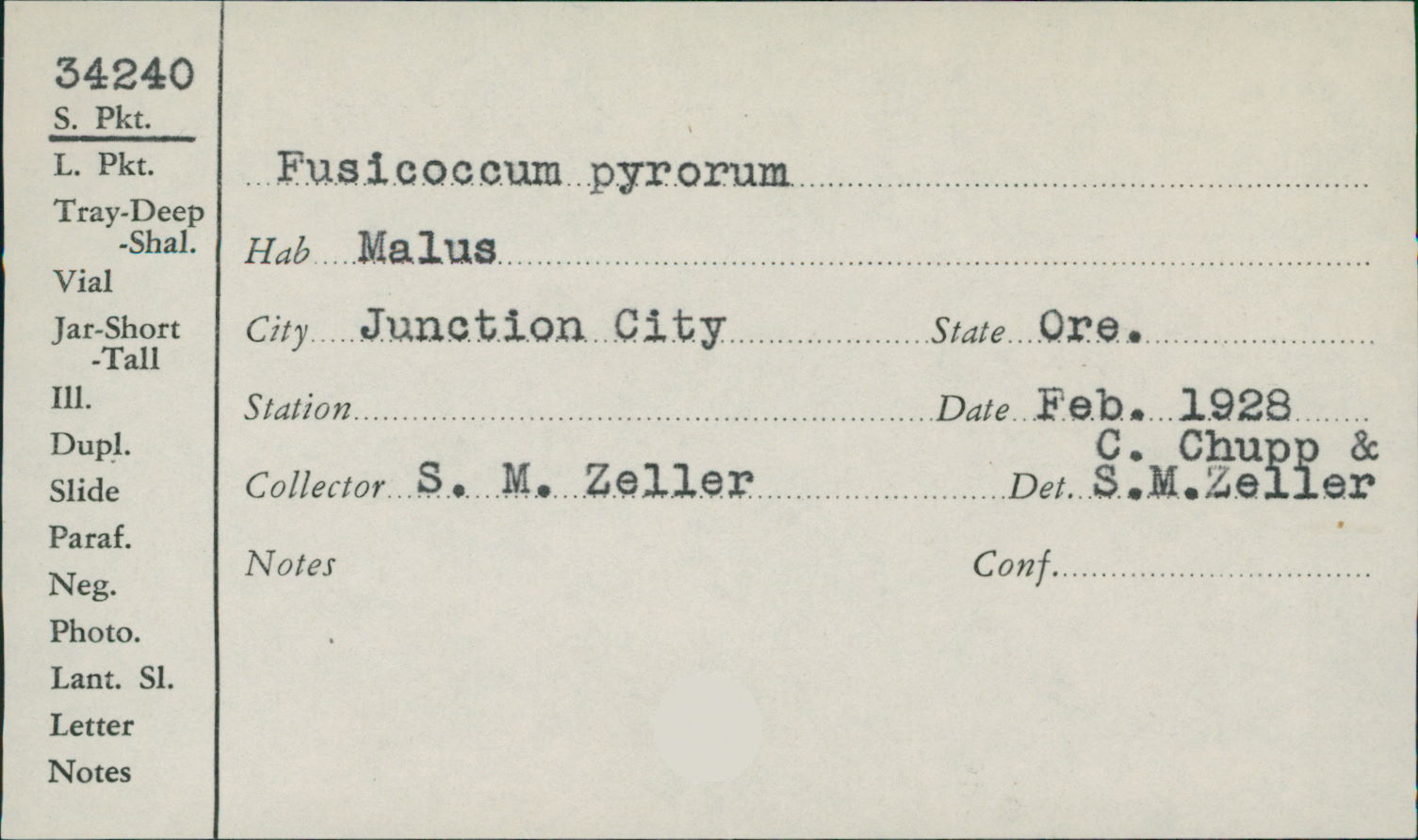 Fusicoccum pyrorum image
