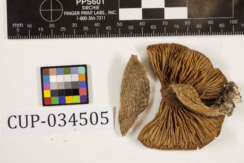 Entoloma felleum image
