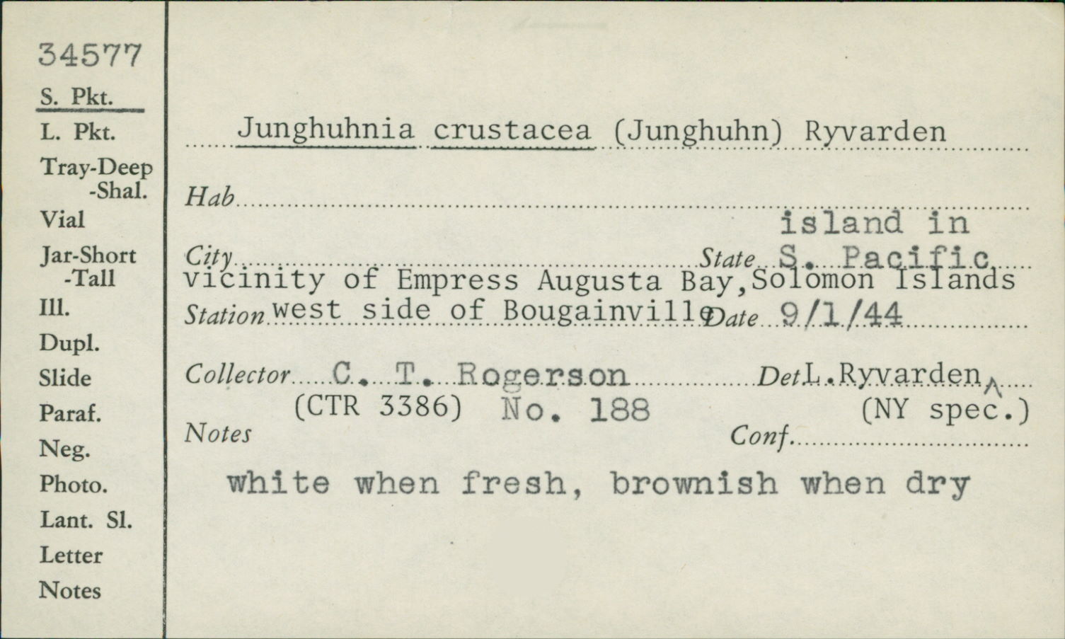 Junghuhnia crustacea image