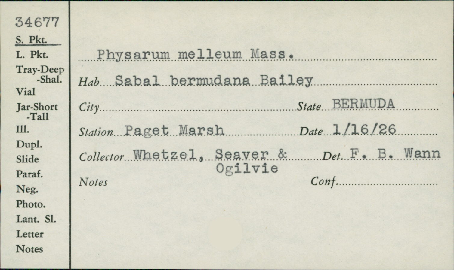Physarum image