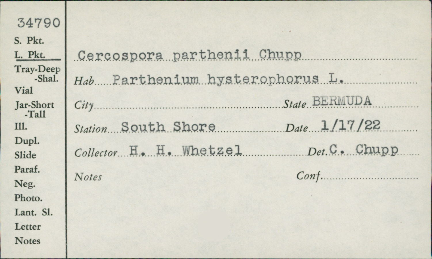 Cercospora parthenii image