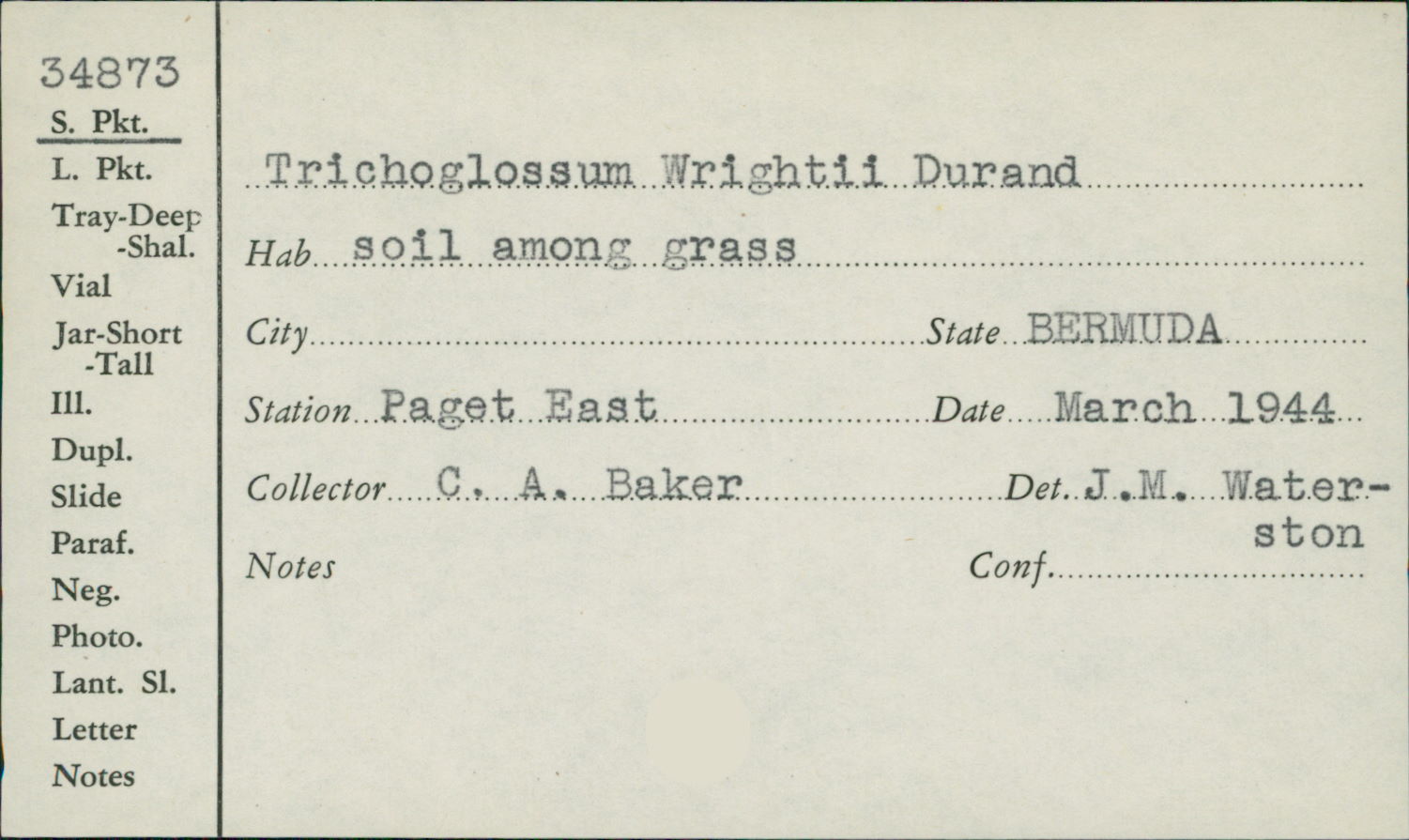 Trichoglossum wrightii image