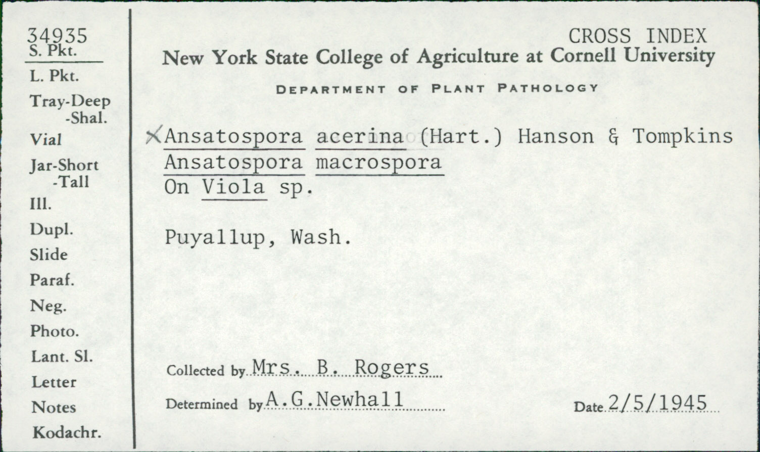 Ansatospora macrospora image