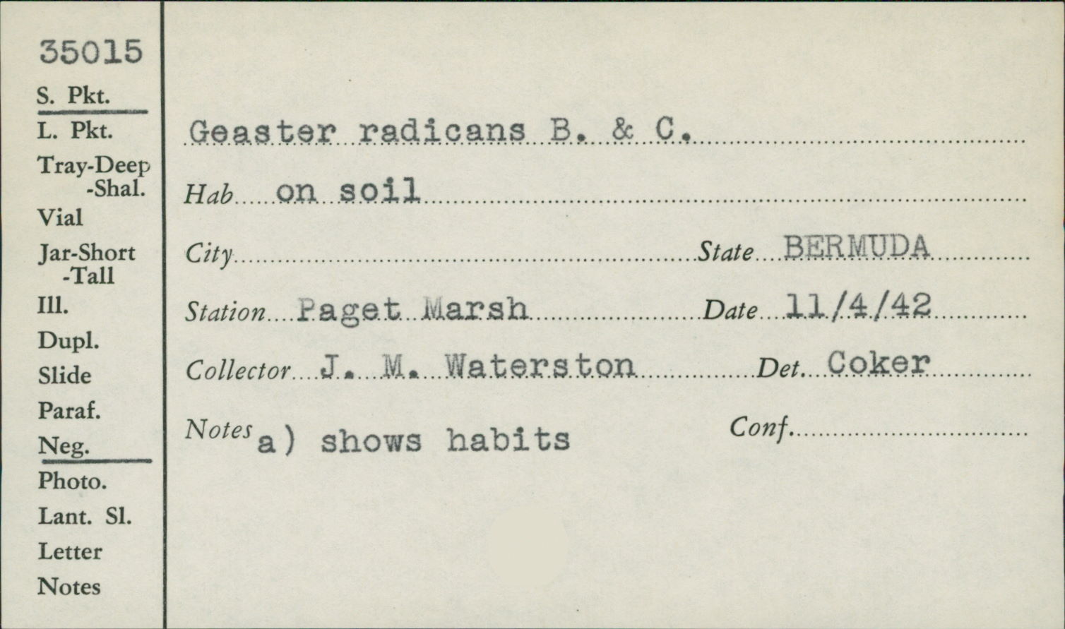 Geaster radicans image