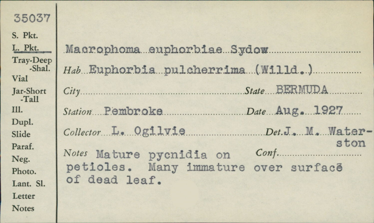 Macrophoma euphorbiae image