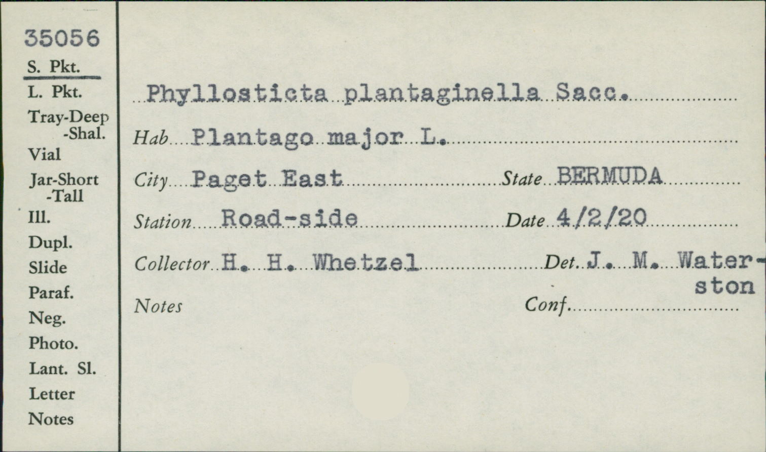 Phyllosticta plantaginella image