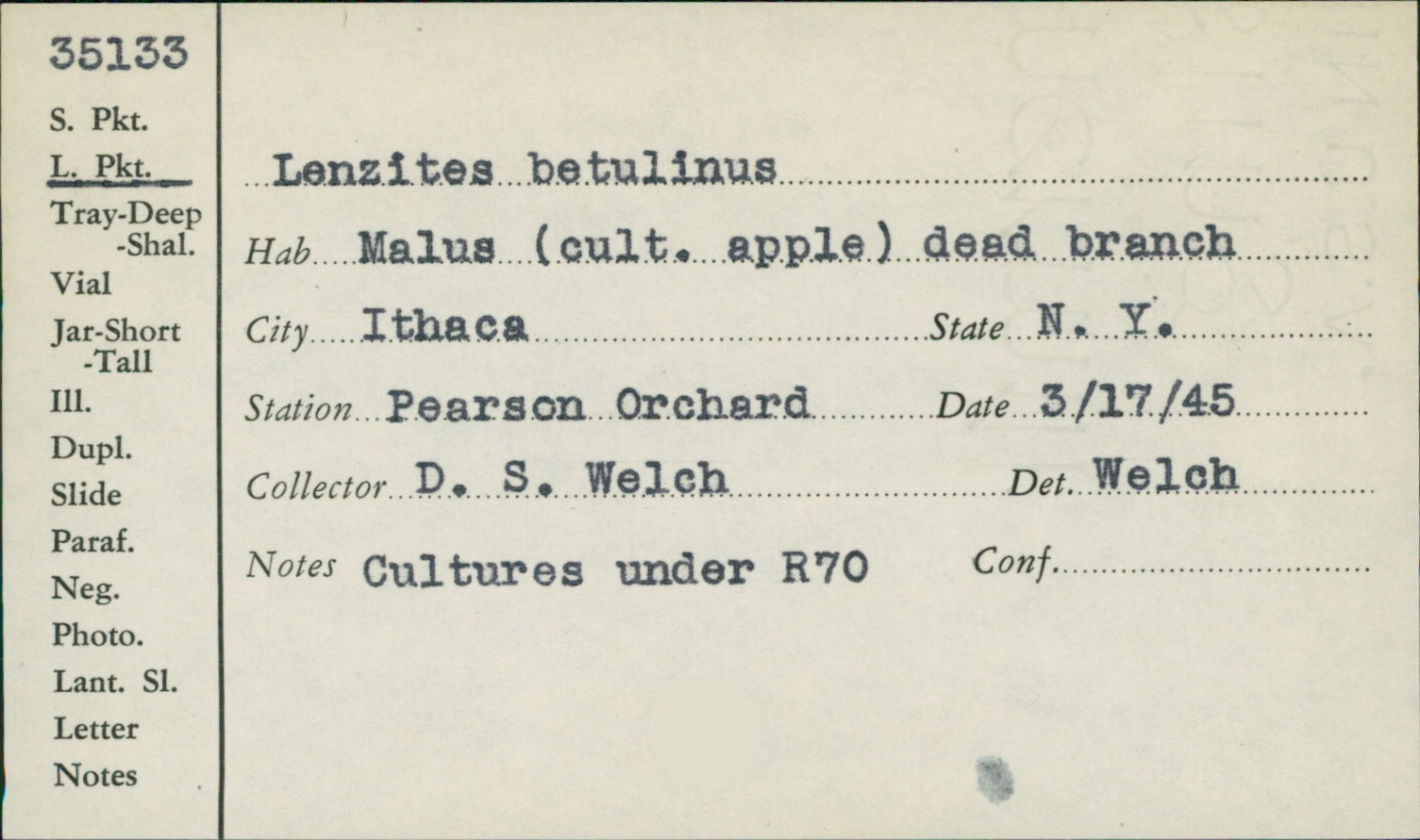 Lenzites betulinus image