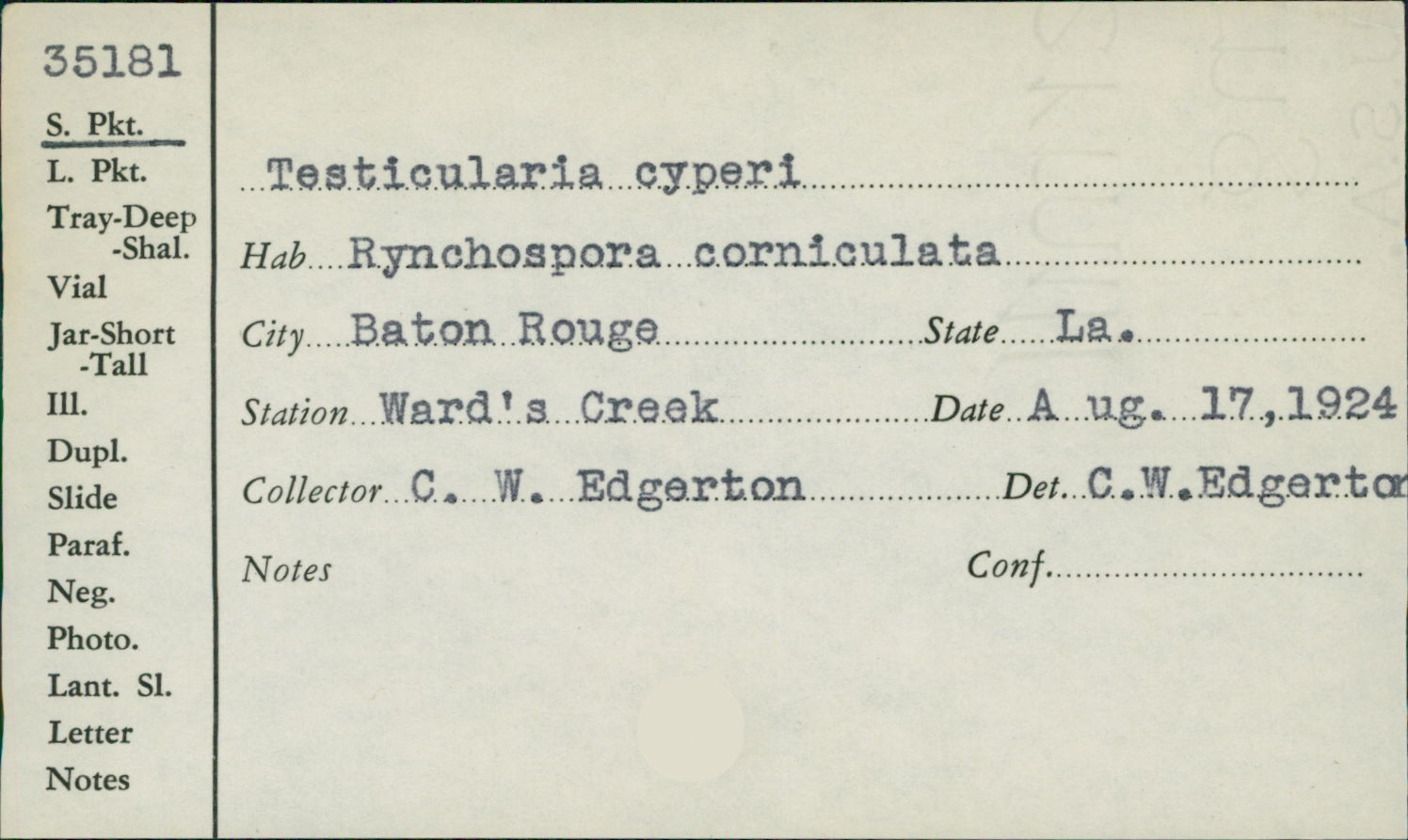 Testicularia cyperi image