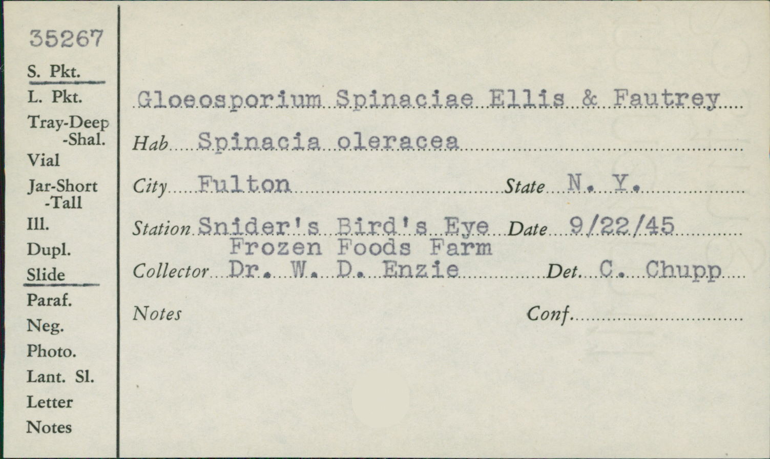 Gloeosporium spinaciae image
