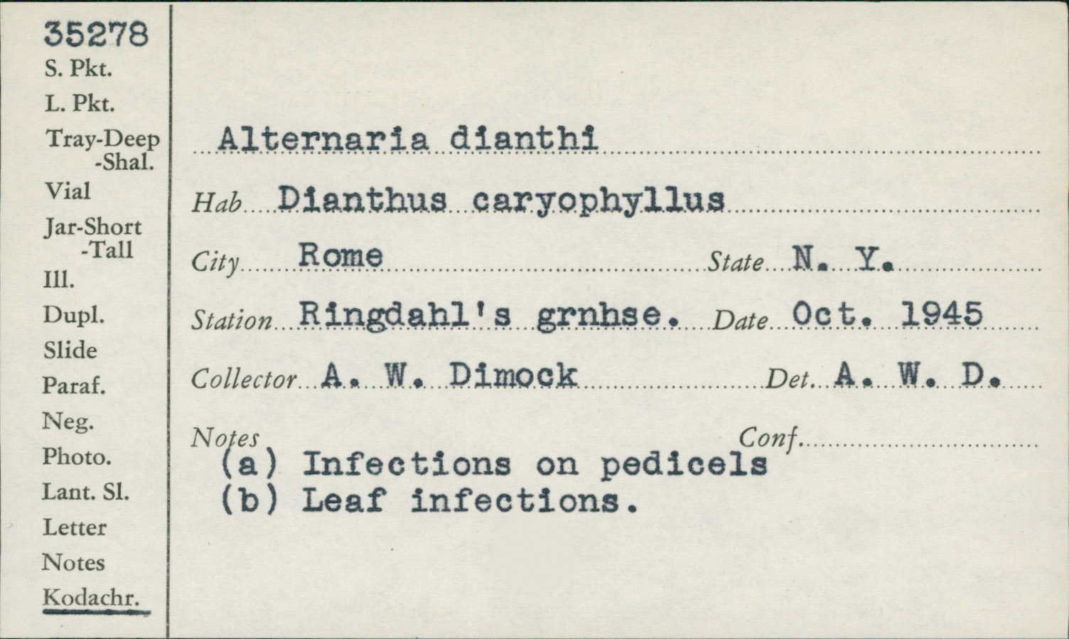 Alternaria dianthi image