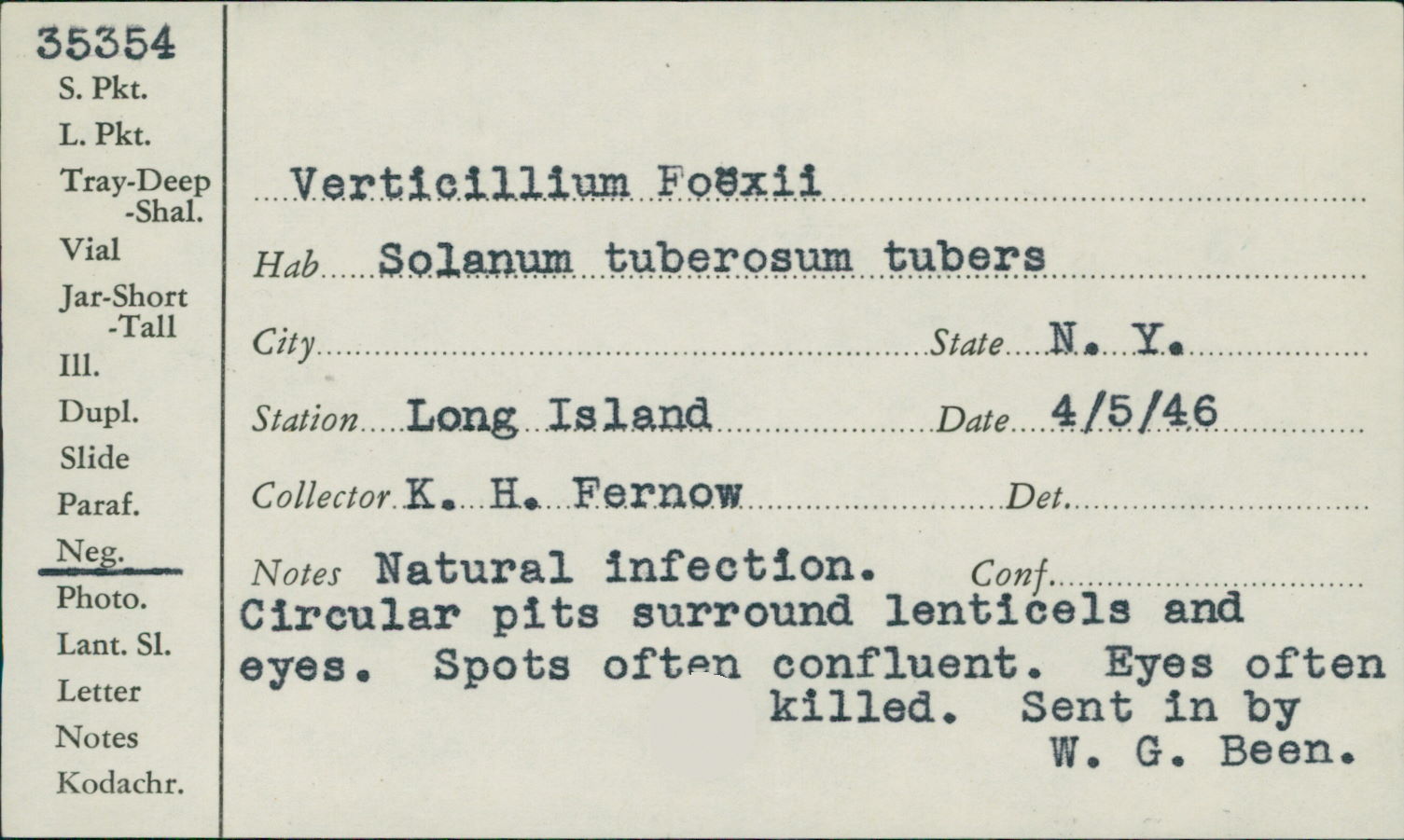 Verticillium foexii image