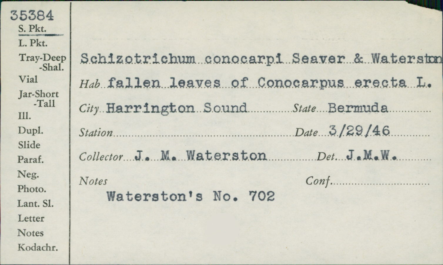 Schizotrichum conocarpi image